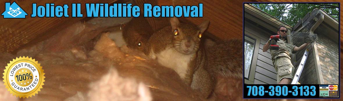 Joliet Wildlife and Animal Removal
